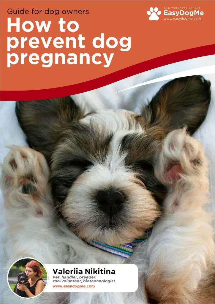 How to prevent a dog pregnancy